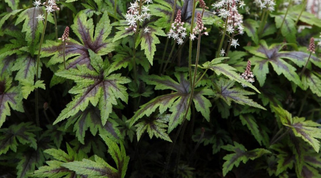 Afbeelding bij Tiarella / Schuimbloem