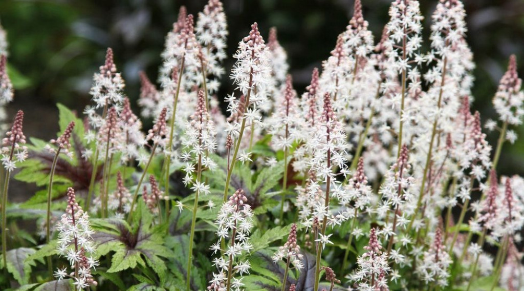 Afbeelding bij Tiarella / Schuimbloem