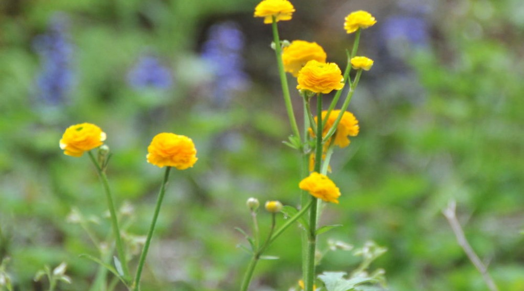 Afbeelding bij Trollius / Kogelboterbloem