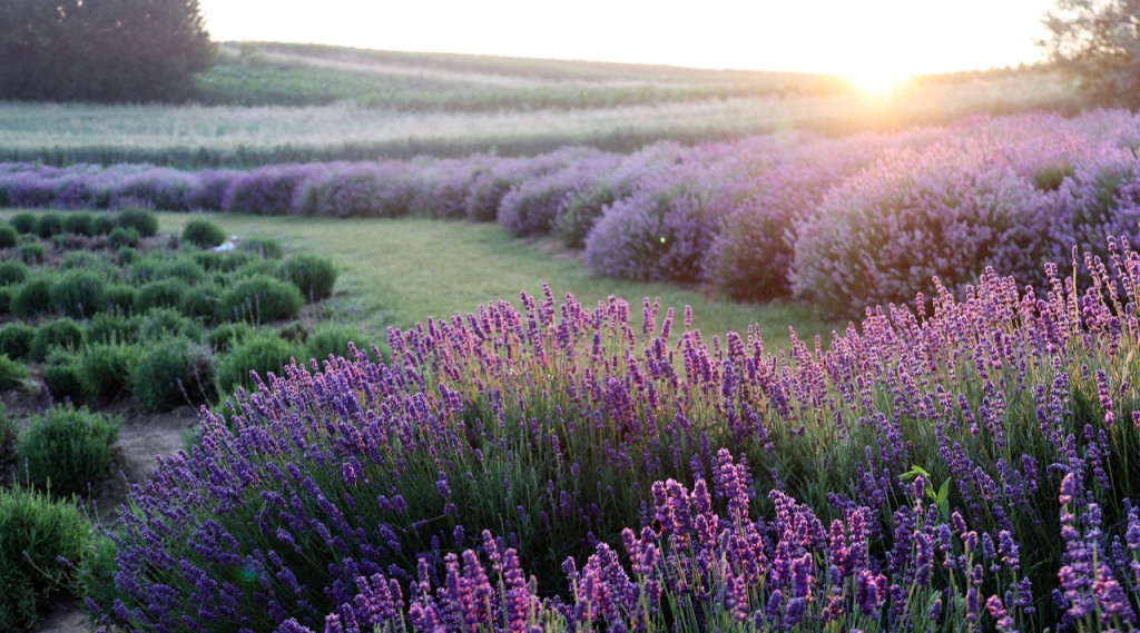 Afbeelding bij Lavendula officinalis