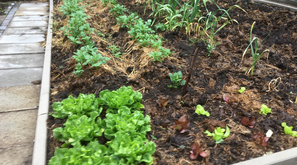 Afbeelding bij Combinatieteelt en lokplanten