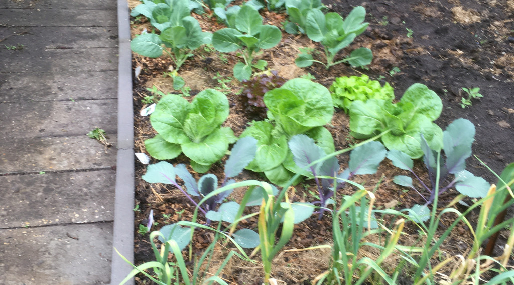 Afbeelding bij Combinatieteelt en lokplanten