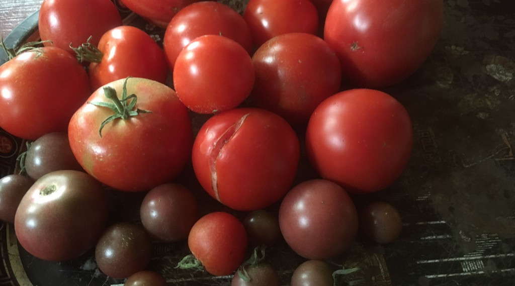 Afbeelding bij Nog steeds tomaten uit de koude kas