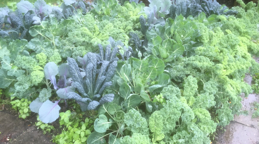 Afbeelding bij 10 en 11 april: Bladdag(en)  en ver-, uitpoten