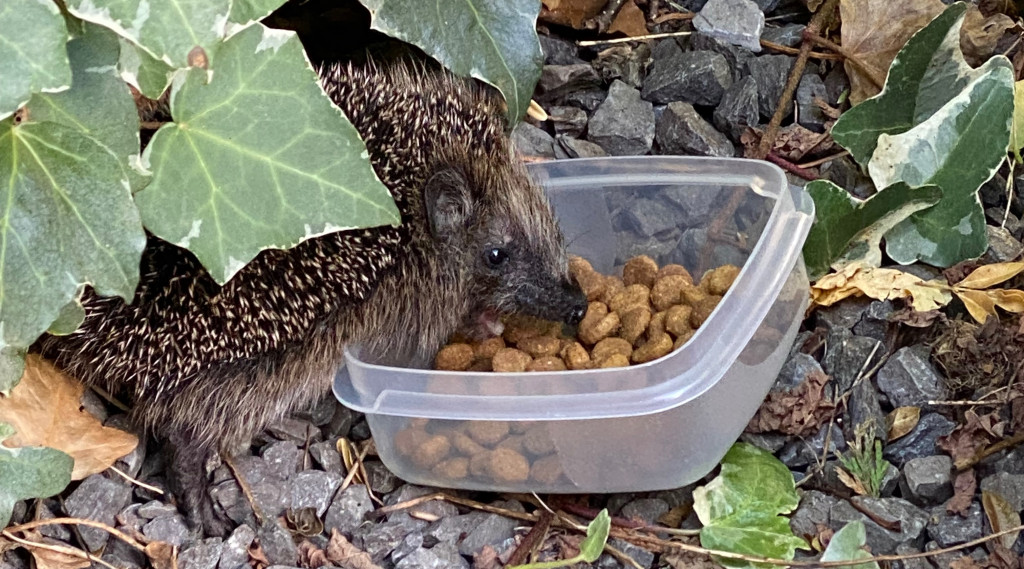 Afbeelding bij Egelhuisje en voederhuis