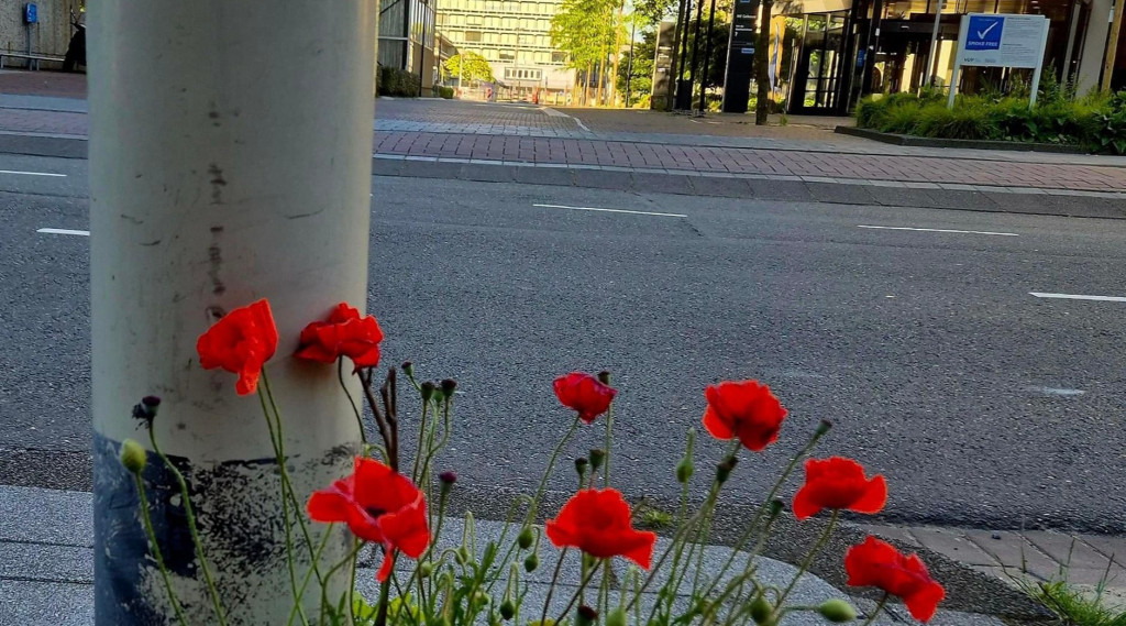 Afbeelding bij Ecosystemen in een verharde samenleving | planten op de meest bijzondere plaatsen in de stad