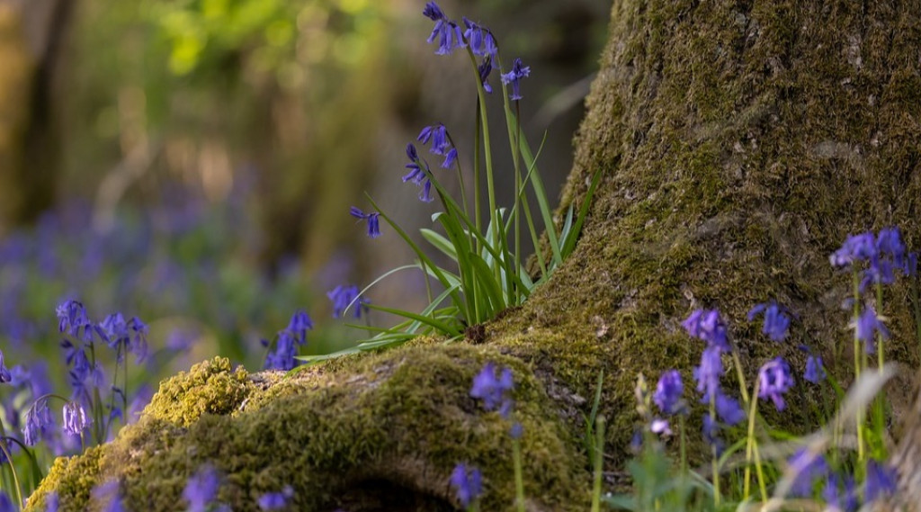 Afbeelding bij Betoverende Bluebells: prachtige boshyacinten in het voorjaar
