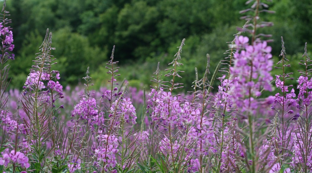 Afbeelding bij Wilgenroosje is een historische aantrekkelijke overblijvende plant